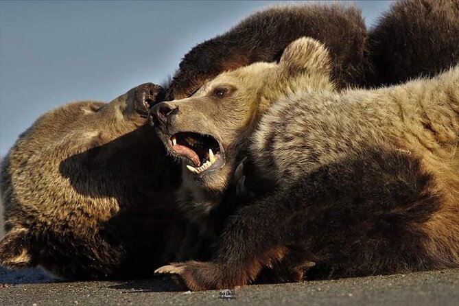 Private Yellowstone Wildlife Tour Review - Accessibility and Participant Considerations