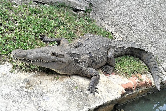 Private YS Falls and Black River Safari From Negril - Frequently Asked Questions