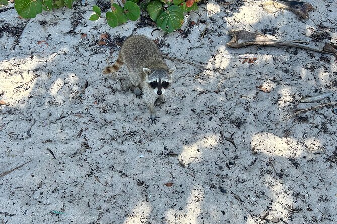 Raccoon Island Boat Tour - Indian Creek, Sanbar and Raccoons - Whats Included in the Tour Package