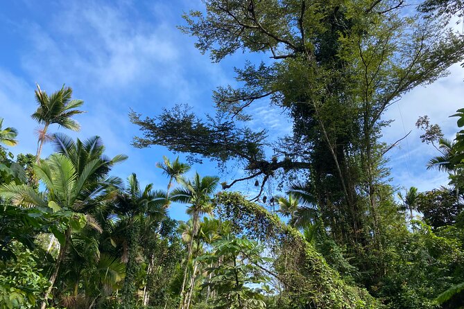 Rain Forest and Hot Springs Full-Day Private Tour San Juan - What to Expect