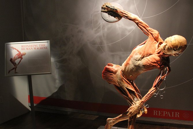 Real Bodies at Horseshoe Las Vegas - Exploring Human Anatomy