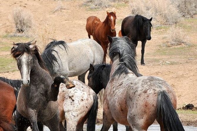 Red Canyon Small Group Wild Mustang Van Tours in Cody Wyoming - Historical Insights Along the Tour