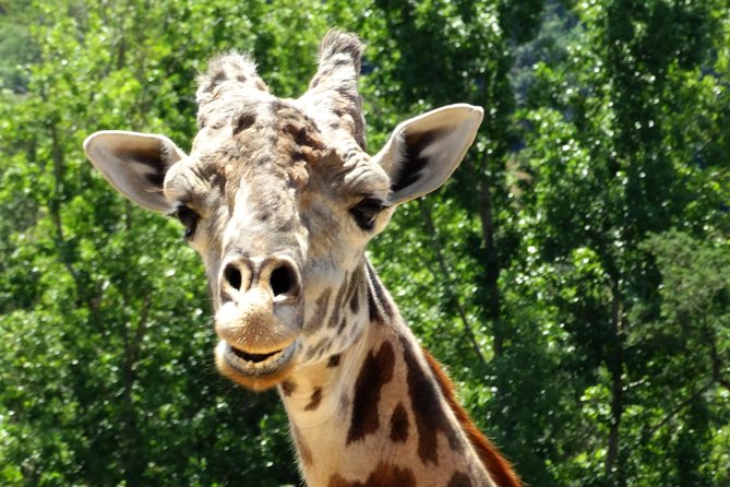 Redwoods and Wild Safari Adventure Review - Accessibility and Participation