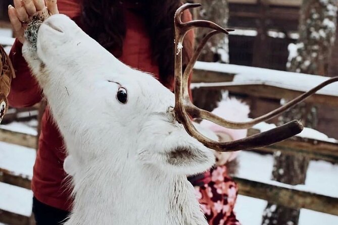 Reindeer Family Trip and Visit to the Husky Kennel - Pricing and Cancellation Policy