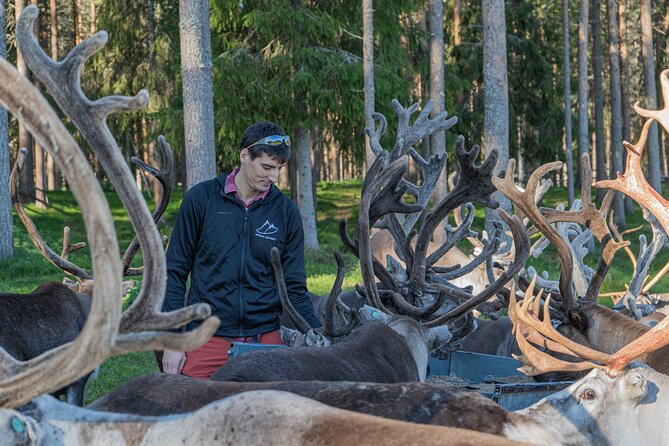 Reindeer Farm Experience in Summer and Autumn From Rovaniemi - Traveler Reviews and Ratings