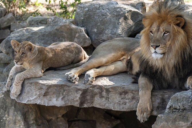 Republished: Skip-The-Line Hellabrunn Zoo in Munich With Transfe - Tips for a Great Visit