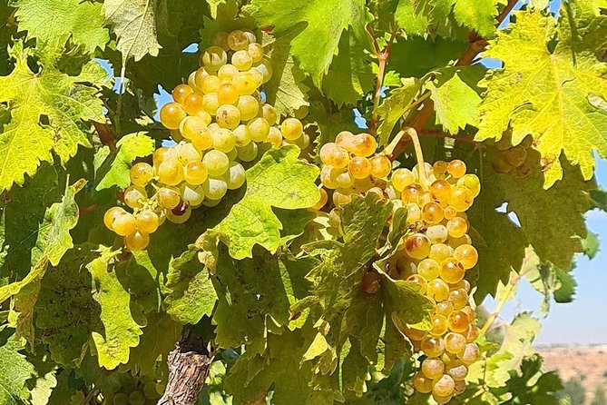 Ribera Del Duero From Madrid Full Day - Inclusions of the Tour