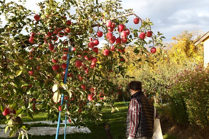 Rice Paddy Art and Apple Picking Full Day Private Tour - Participation Requirements