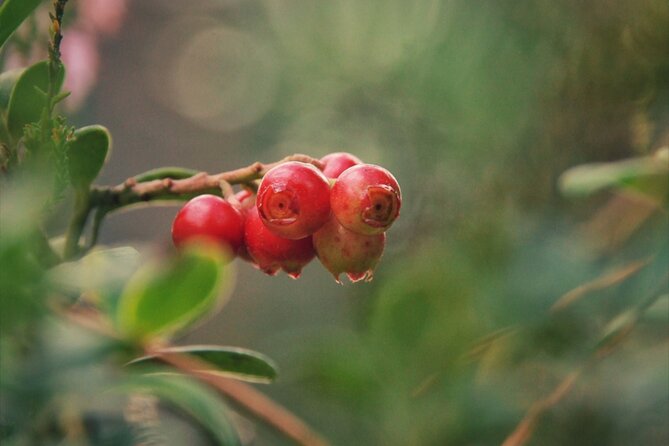 Rovaniemi: Mushrooms & Wild Berries Picking Tour - Pickup Information