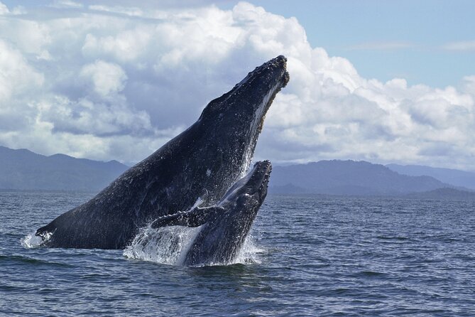 Royal Humpback Whale Exploration - Participant Requirements