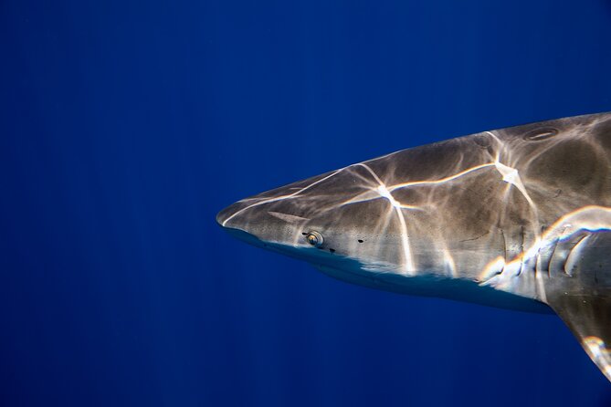 Safe and Educational Shark Dive From Haleiwa: Sharks Guaranteed - Reviews and Feedback