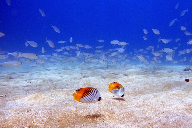Scuba Diving in Maui With No Experience Needed - Dive Depth, Duration, and Group Size
