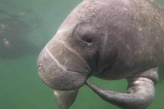 Semi-Private Manatee Swim Tour With In-Water Guide/Photographer - Pricing and Availability