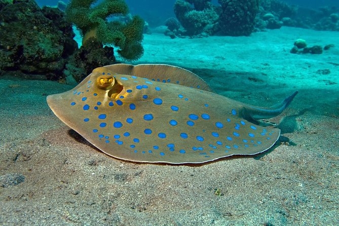 Semi-Submarine Underwater Tour From Hurghada - Important Information for Travelers