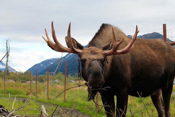 Seward to Anchorage Wildlife Adventure - Flexibility and Accessibility