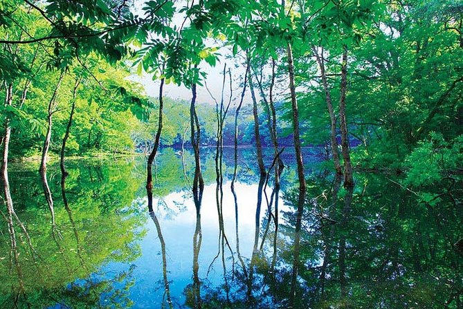 Shirakami Sanchi Day Hike With Government-Licensed Guide - What to Expect on the Hike