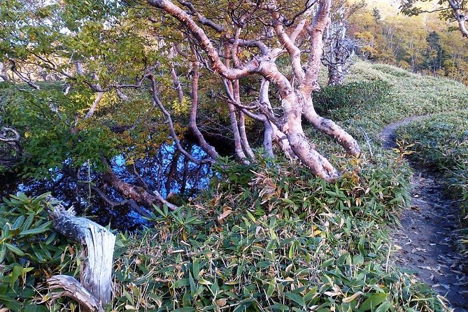 Shiratani-Unsuikyo Trekking Tour in Yakushima Island - What to Expect on the Tour