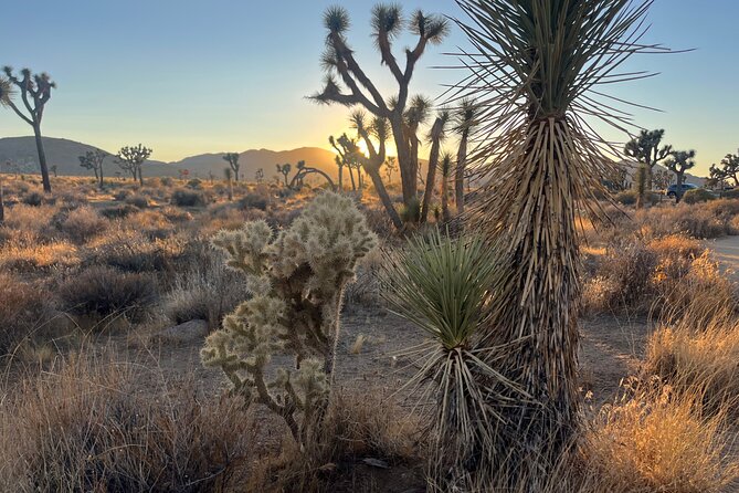 Sightseeing Adventure Tour of Joshua Tree National Park - Personalized Experiences for Guests