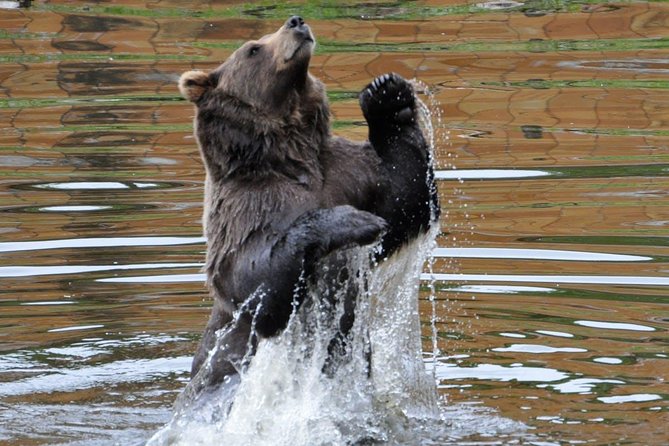 Sitka Sightseeing Tour Including Fortress of the Bear and Totem Poles - Traveler Feedback and Recommendations