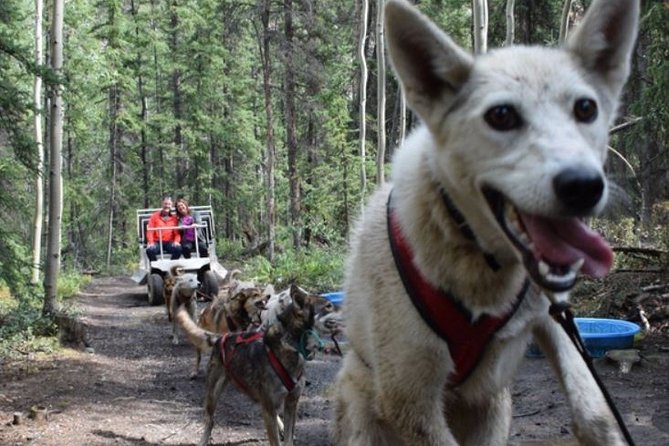 Skagway Shore Excursion: Yukon Discovery Tour - Exploring the Carcross Desert