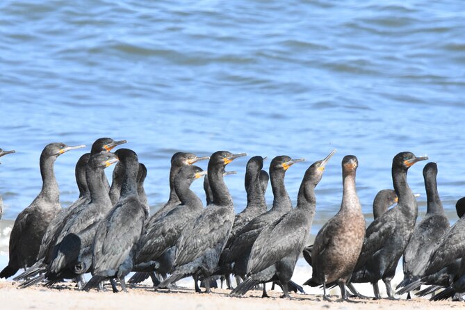 Skeleton Coast Cape Cross Seal Colony Tour - Customer Feedback and Reviews
