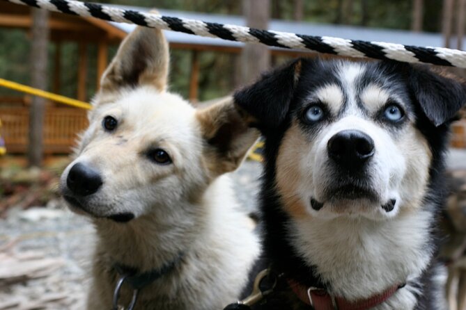 Sled Dog Discovery in Juneau - Educational Insights From the Musher