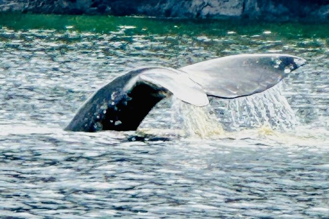 Small Group Boat Tour of Sitka - Traveler Reviews and Feedback
