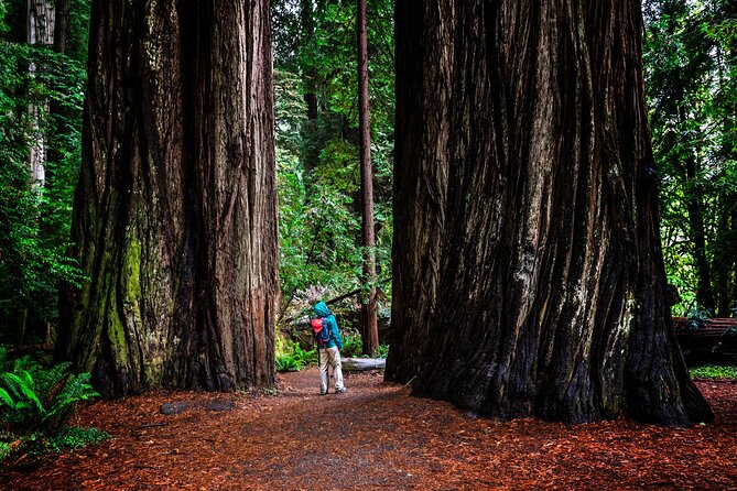 Small-Group Giant Redwoods and Russian River Wine Country Trip - Picnic Lunch in Santa Rosa