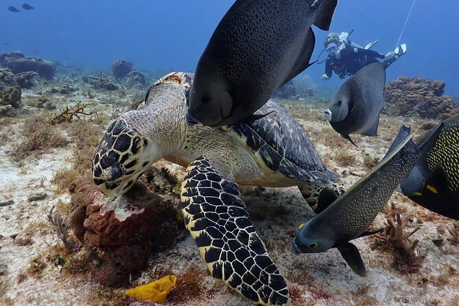 Small-Group Introductory Scuba Dive in Cozumel - Group Size Benefits