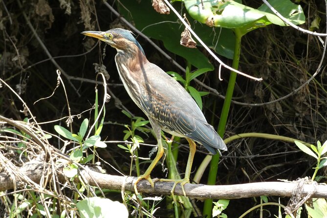 Small Group Scenic Wekiva River Kayak Tour Review - Recommendations for Participants