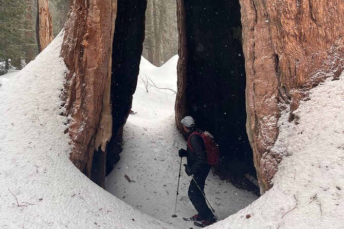 Small Group Sequoia Tour Review - Reviews and Pricing