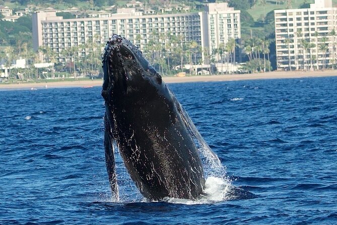 Small-Group Whale Watching Adventure - Intimate and Personal Experience