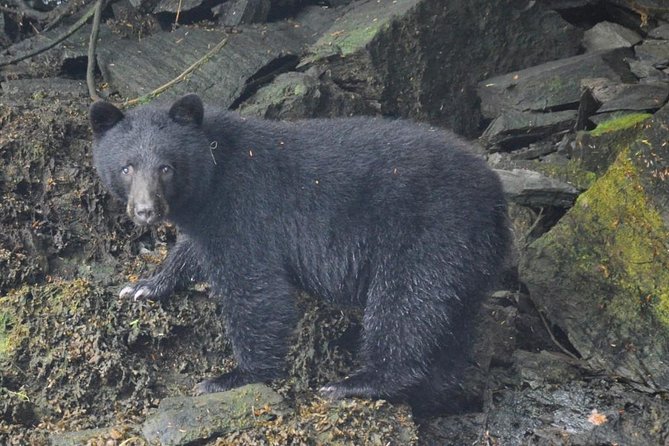 Small-Group Zodiac Wilderness Adventure From Ketchikan - Reviews and Participant Experiences