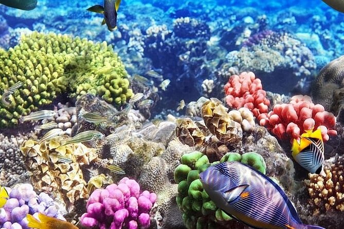 Snorkeling at Blue Lagoon; Starfish; The Rock Restaurant & Paje Beach - Paje Beach Highlights