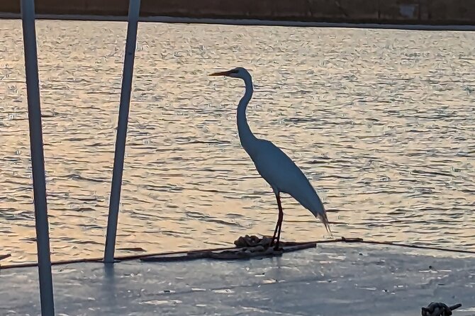 Snorkeling, Dolphin and Wildlife Sightings at St. Andrews Bay - Pricing and Booking Details