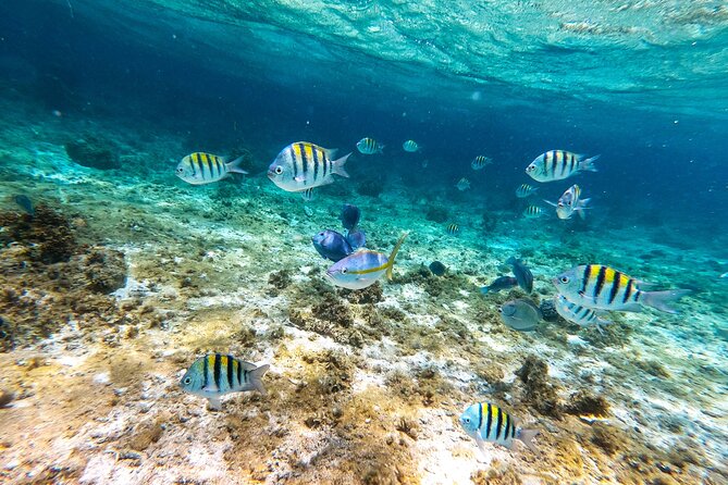 Snorkeling Private Tour in San Juan - What to Expect