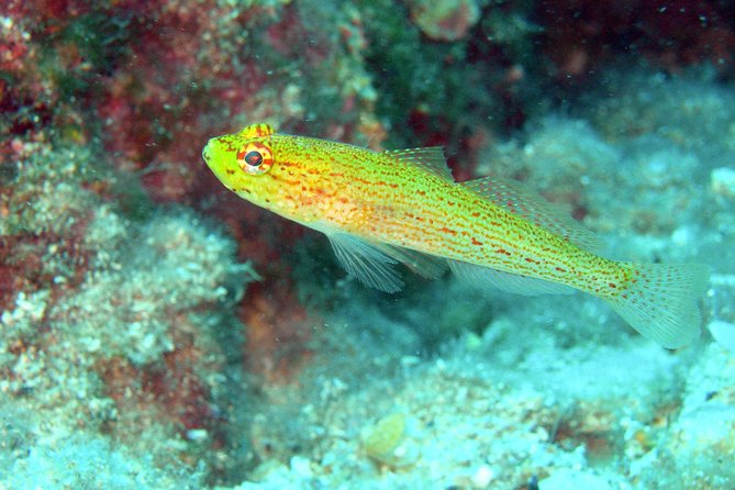 Snorkeling Trip for Groups up to 40 Persons. - About the Tour Operator