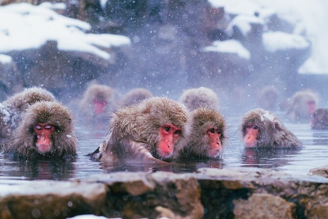 Snow Monkey and Obuse From Nagano - Logistical Considerations and Accommodations