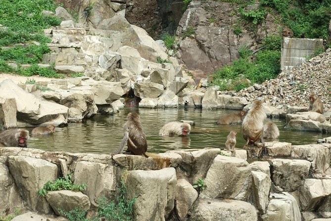 Snow Monkey in Jigokudani Yaen-koen & Obuse Town - Traveler Testimonials and Pricing Details