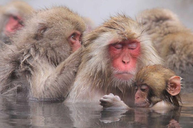 Snow Monkey Park Tour, From/To Tokyo, 2-12 Guests - Physical Requirements