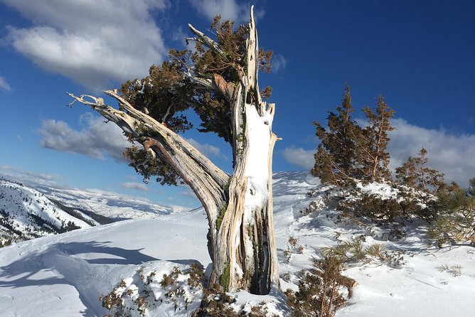 Snowshoeing Nordic From Reno - Schedule and Duration of Tours