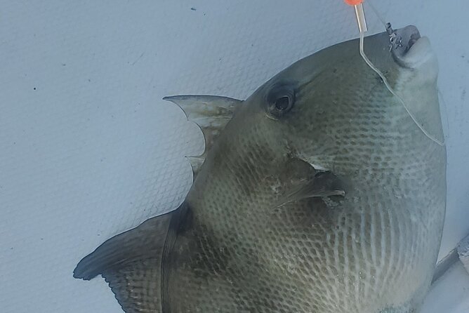 Sonnys Boat Tours Half Day Fishing Charter Review - Booking Information