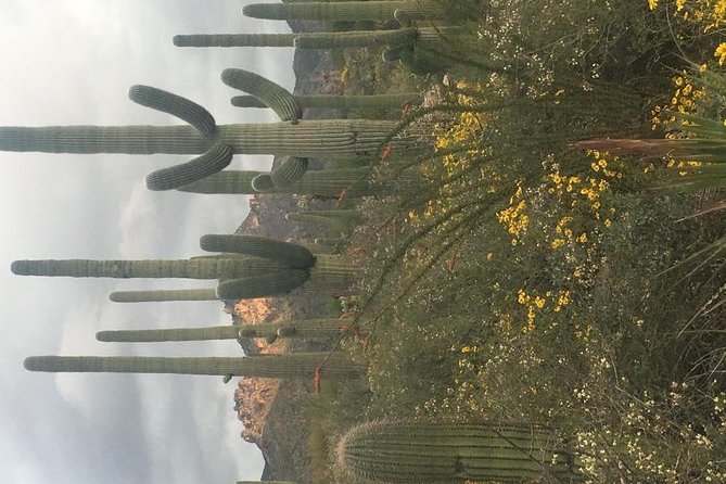 Sonoran Desert- Wild Foods and Traditional Skills - Making a Water Bottle From a Cactus Pad