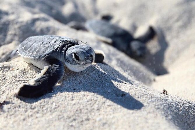 Speedboat Tour to Toro Beach and Turtle Sanctuary - Small Group - Customer Reviews