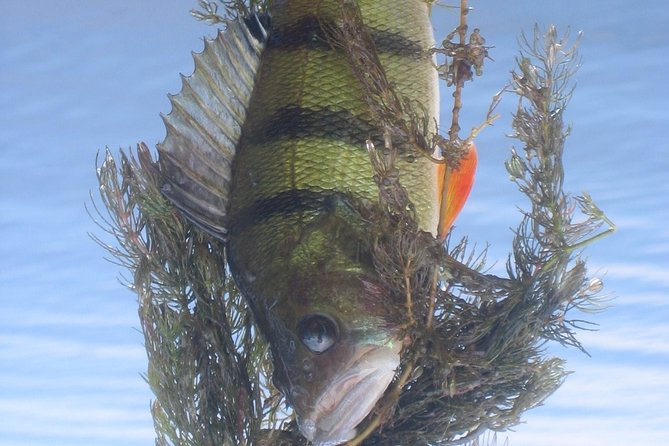 Sport Fishing in Delta Dunarii With Camely Cruise Boat. - Accessibility and Requirements