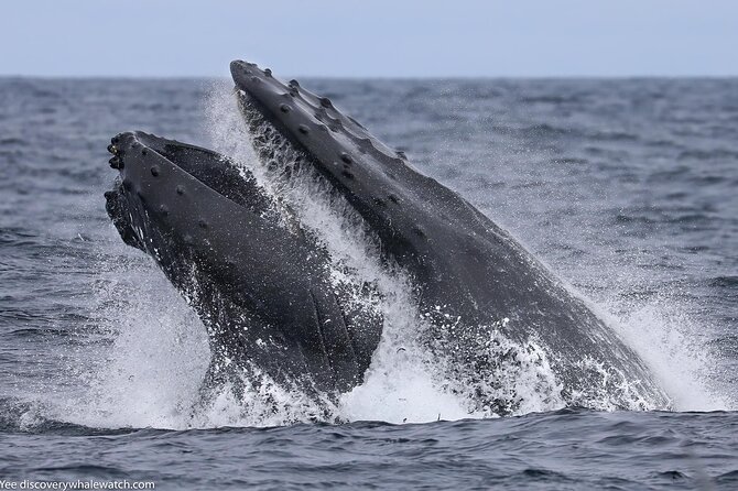 Sunset Whale Watch Tour in Monterey - Traveler Feedback and Recommendations