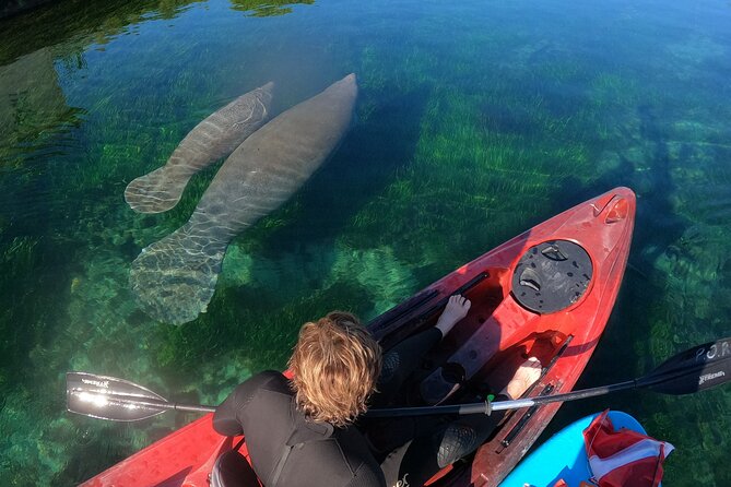 Swim With Manatees In Crystal River, Florida - Observing the Manatees From the Kayak