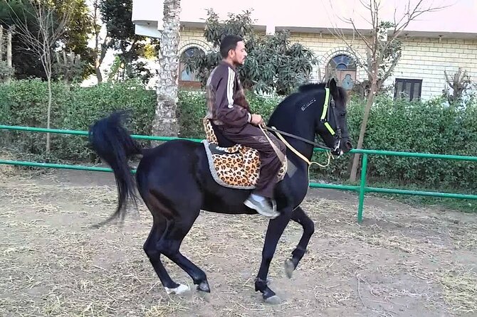Swimming By Horse in Red Sea, Horse Riding Sea & Desert-Hurghada - Pricing Information