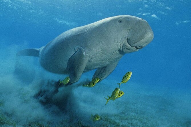 Swimming With Dugong & Turtles in Abu Dabbab & Transfer -Hurghada