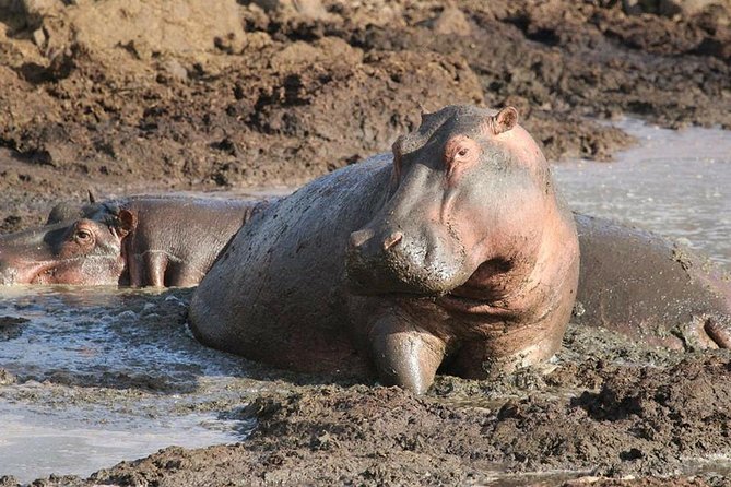 Tanzania Family Safari Adventure - Tour Highlights